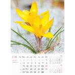 "CVIJEĆE" 13 list., dim: 24x53,5 cm, PVC vrećica, P/50, color kalendar - Image 2
