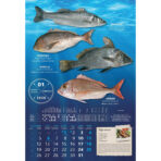 "S RIBARNICE" 13 list., dim: 33x55 cm, PVC vrećica, P/40, color kalendar - Image 12