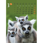 "ŽIVOTINJE" 13list., dim: 24x53,5 cm, PVC vrećica, P/50, color kalendar - Slika 4