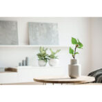 A5 Birch tree GROWBOOK™ - Image 4