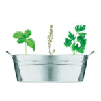 Zinc tub with 3 herbs seeds - Image 2
