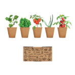 Salad growing kit
