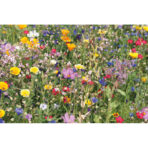 Flowers mix seeds in envelope - Image 2