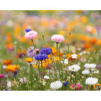 A4 wildflower seed paper sheet - Slika 2